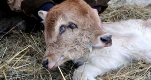 FOTO/ Ndodh edhe në Gjirokastër, lind viçi me dy kokë!