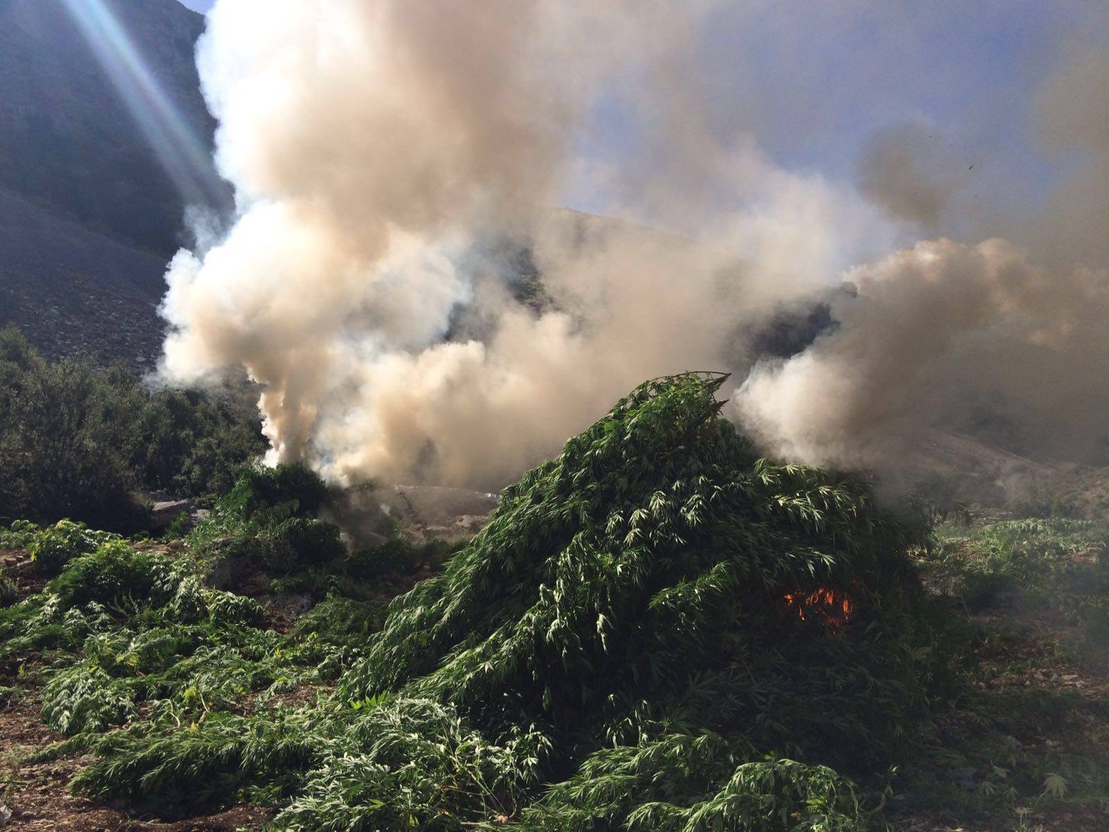 DROGA S’KA FUND/ Asgjesohen edhe 5000 rrënjë kanabis në Tepelenë