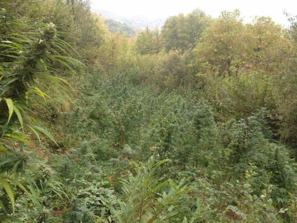 DROGA NUK KA TE MBARUAR/ FNSH operacion në Shkodër; asgjësohen 50 parcela me kanabis brenda një ditë