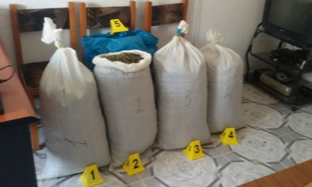 Tropojë, sekuestrohet 31 kg kanabis, arrestohet 48-vjeçari
