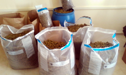 Berat, policia sekuestron 80 kg drogë, 4 persona në pranga