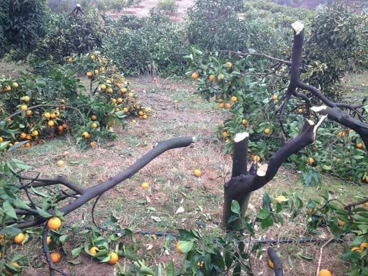 FOTO LAJM/ Në Lushnje portokallet sheshit, nuk ka treg