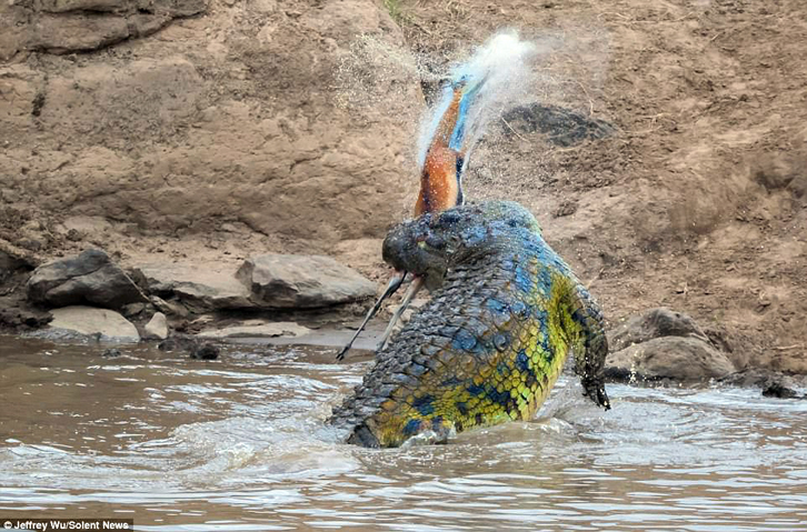 FOTO GALERI/ Krokodili shqyen në dysh gazelën