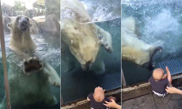 VIDEO/ Momente të frikshëme; si ariu polar tenton të hajë fëmijën