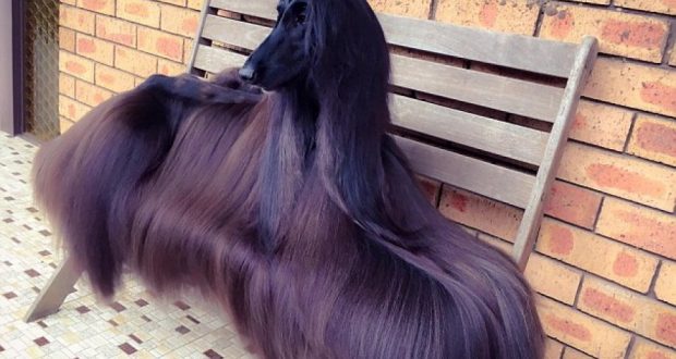 FOTO/ Qenushja afgane që po mahnit botën