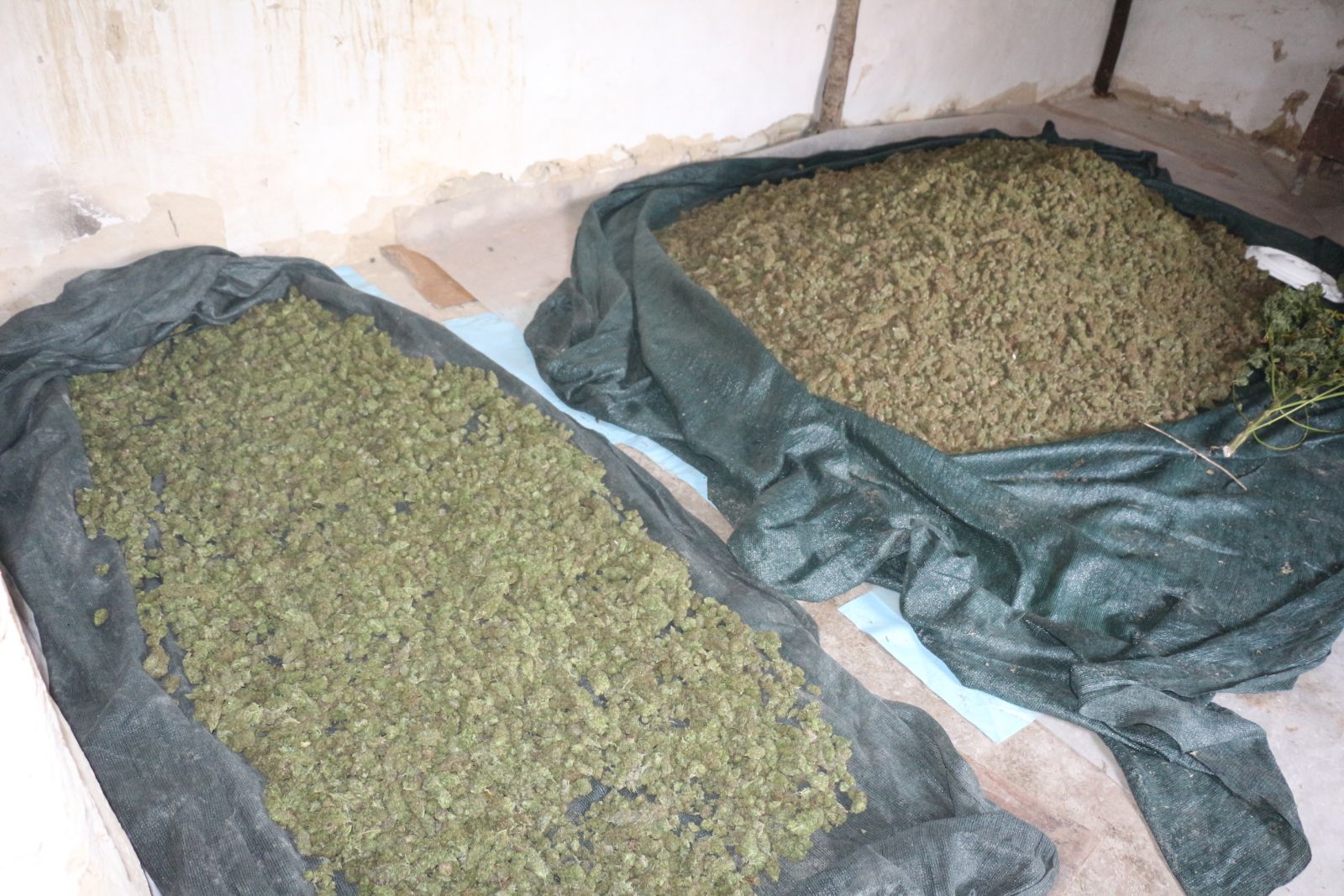 FOTO/ “Gryka” në Fier; arreston 11 persona, sekuestrohen 343 kg kanabis