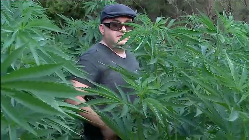 VIDEO/ Xhungël kanabisi ngado, kot merret Panariti me luleshtrydhet e Divajkës dhe kot çirret Braçe për treg…!