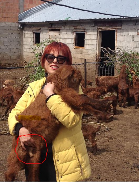 FOTO/Alma Çupi, foto interesante me një kec