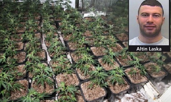 Altin Laska, kanabist ne Britani, pajtoi nje boksier te kujdesej per bahcen