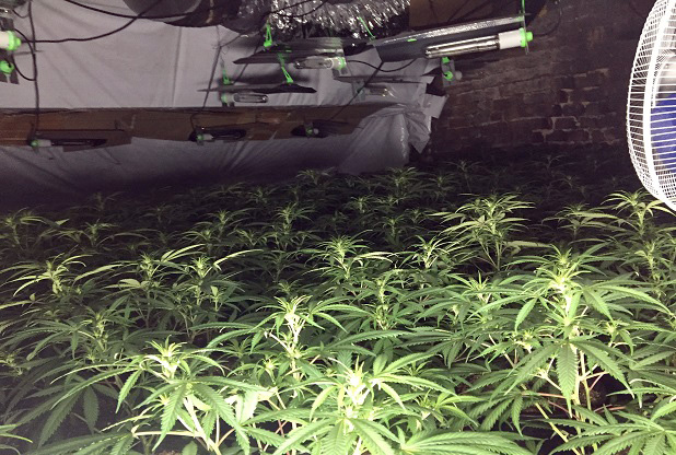 EMRI/ Angli, kultivonte kanabis për transplantin e djalit, burg për të riun shqiptar