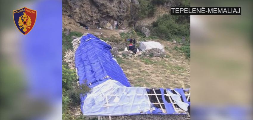 3 operacione antikanabis; zbulohen disa kapanone me drogë