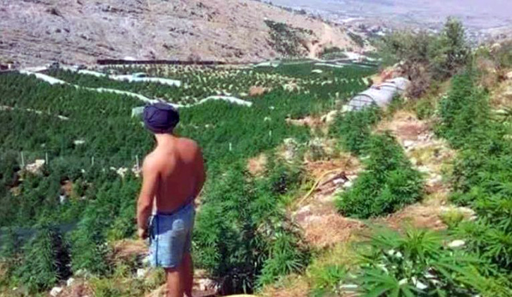 Në 3 muaj, 8 të vrarë me motiv drogën dhe parcelat me kanabis