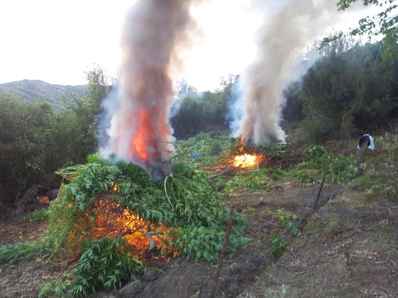 Mirditë, Oroshi hambar kanabisi, asgjësohet 1 ton, arrestohet 1 person