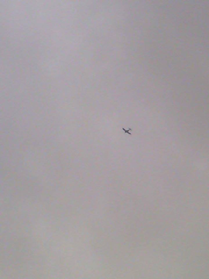 VIDEO/ “Mushkonjat” e Divjakës tani transport droge nga fshatrat e Kavajës