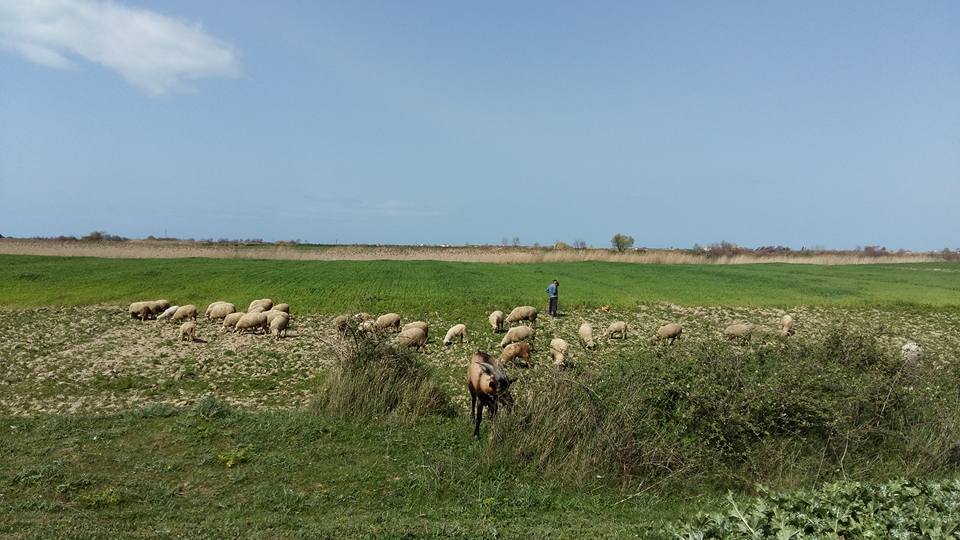 Linja ajrore Akerni-Bari/Lirohen tre barinjtë e avionit të drogës