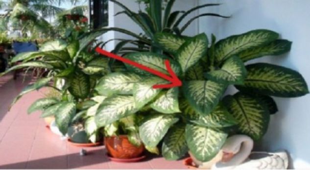 Kjo bimë mund të vrasë në më pak se një minutë!