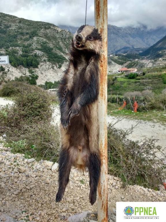 FOTO/Vritet baldosa e rrallë në Llogara