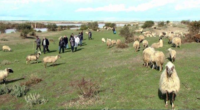 Klos, dy gra ruanin bagëtitë, kapen për flokësh përfundojnë në spital