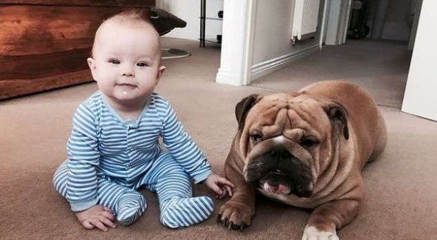 Një qen në shtëpi, e mban mjekun larg fëmijëve!