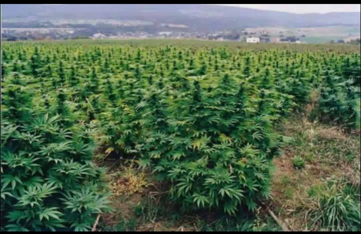 FOTO LAJM/ “Në arrat e Saje qorrit”