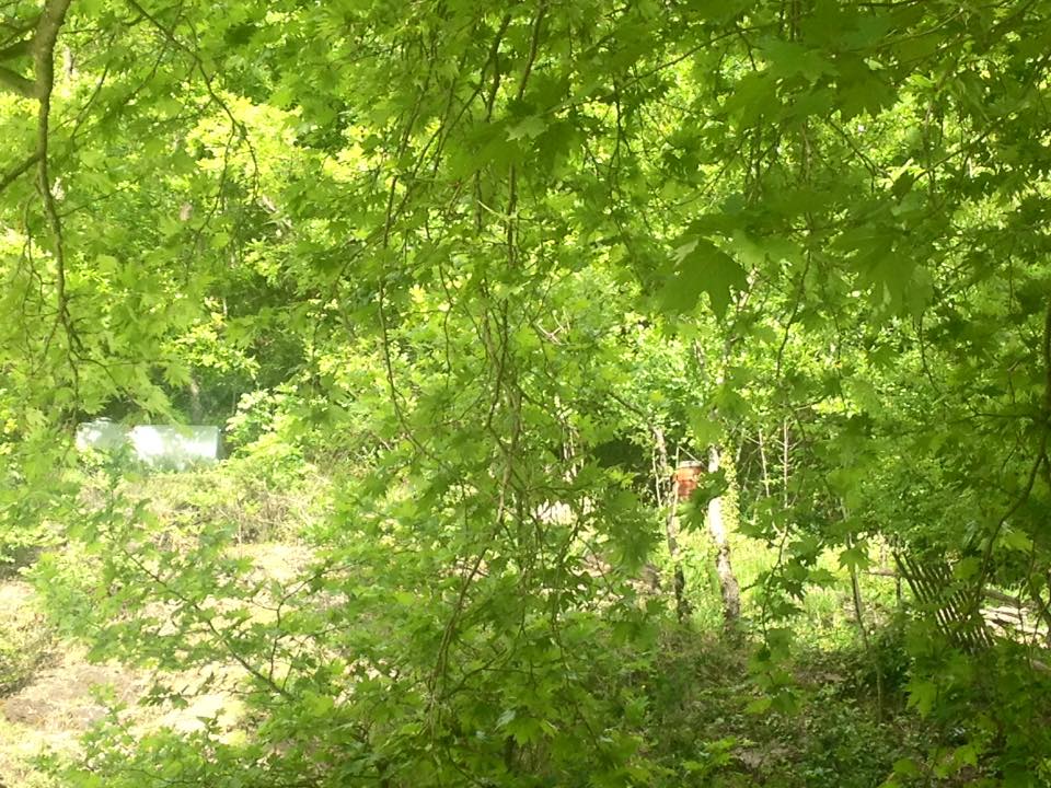 FOTO/Zbulohen sisteme vaditje për kanabis në fshatrat e Laçit