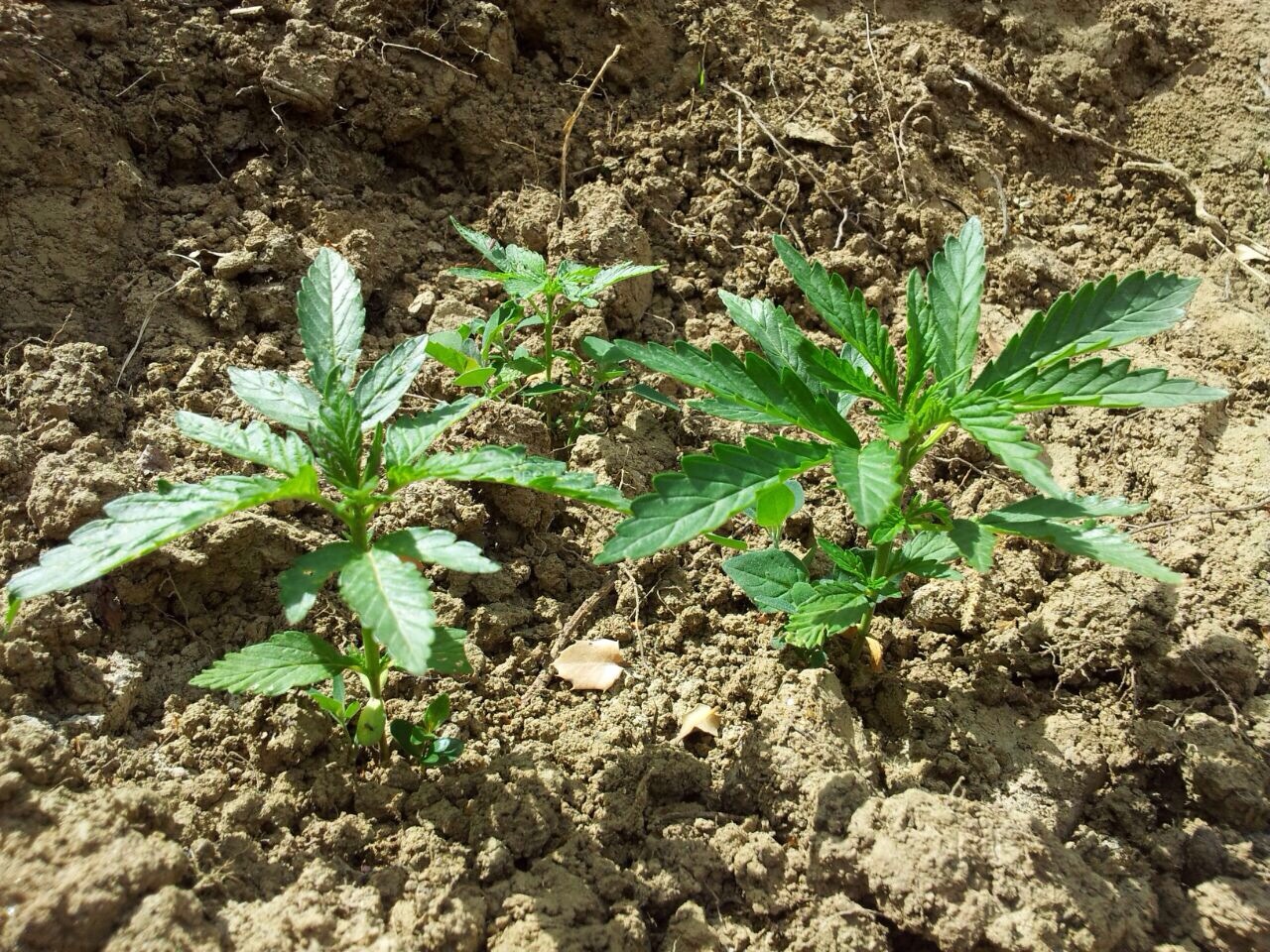 EMRI/ Korçë, kultivonte bimë narkotike, pranga 45 vjeçarit