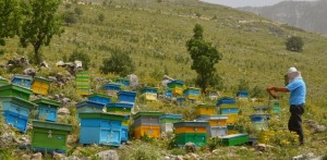 Bletën e zë hashashi, shkatërrohen 40% e koshereve; 60 mln euro humbje