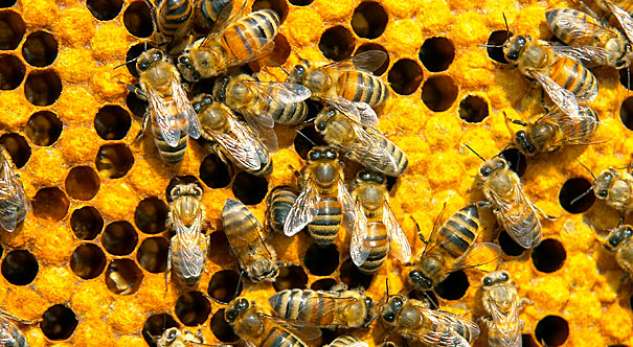 Nëse zhduken bletët, pas tyre edhe njerëzit