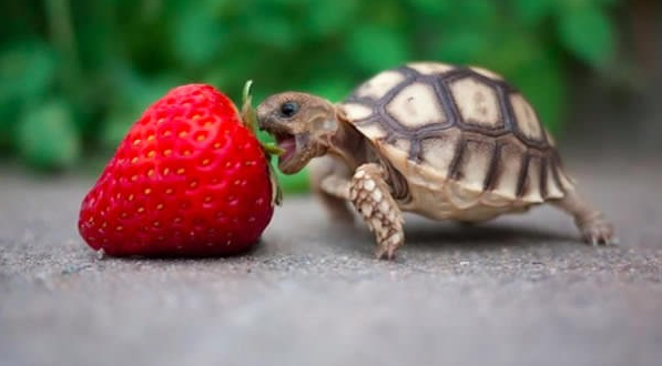 FOTO TE RALLA/ Këto kafshë duken të adhurueshme kur hanë ushqim