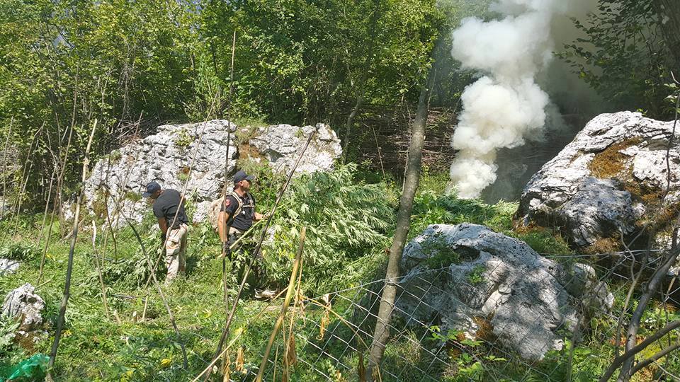 Kamuflimi kultivuesve të kanabisit, mbjellin një arë të vogël për policinë dhe një plantacion për trafikim