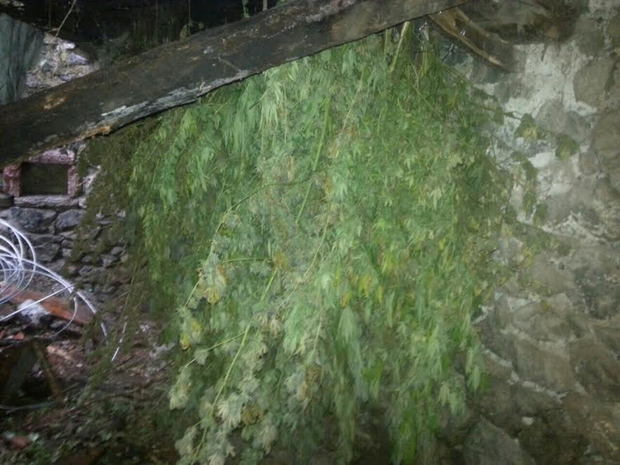Pukë, asgjësohen 213 bimë cannabis në proçes tharje