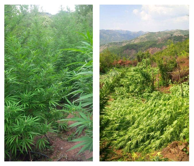 Fshati Gusmar në “drejtimin e duhur”, i famshëm për kanabisin dhe Saimir Tahirin