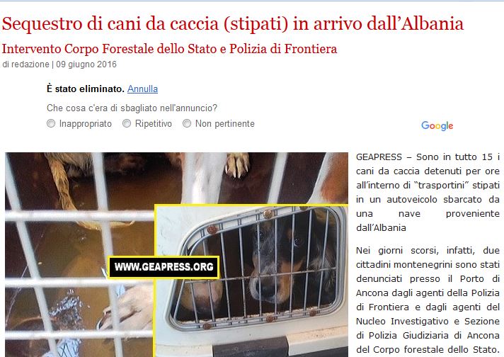 Itali, kapen 15 qen gjahu kontrabandë dhe pa dokumente nga Shqipëria