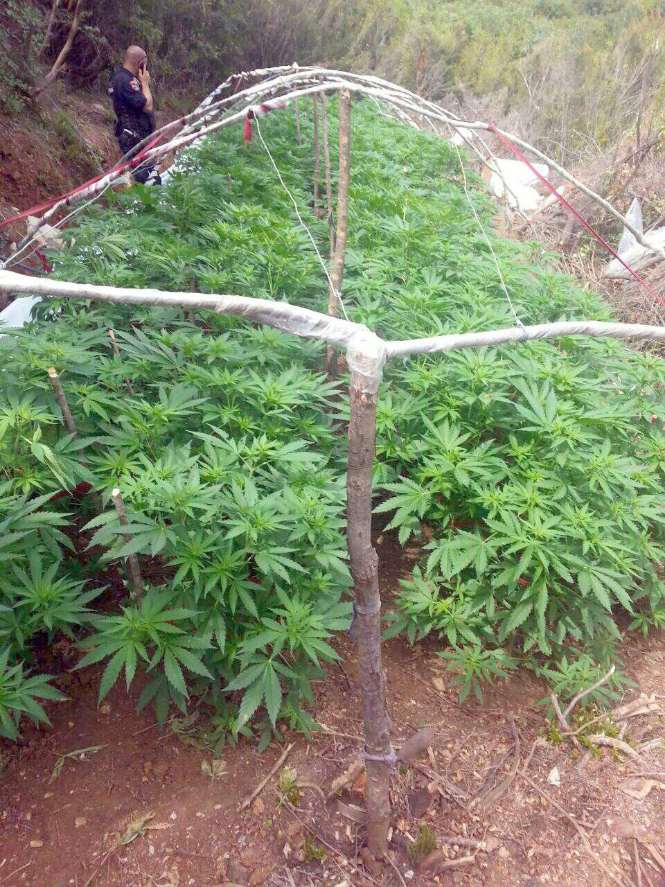 FOTO/ Krujë, asgjësohen 1370 bimë narkotike, prangoset 21 vjeçari