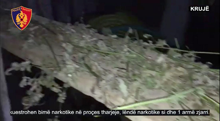 VIDEO & EMRI/ Krujë, shndërroi garazhin në “hangar” kanabisi, arrestohet 51-vjeçari