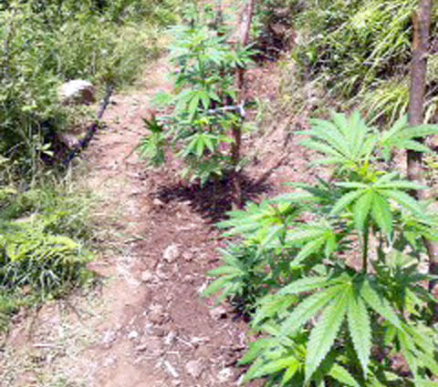 Tiranë, policia korr 180 rrënjë kanabis në Priskë, arreston “fermerin”