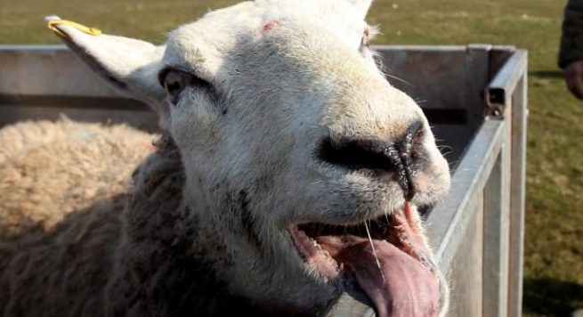 Delet konsumojnë hashash, kthehen në kërcënim për fshatin