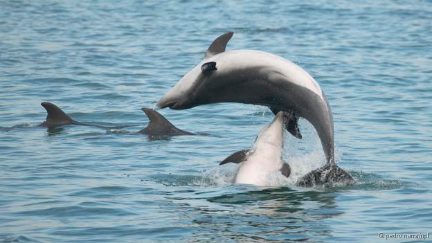 Lufta mes llojit, edhe delfinët vrasin këlyshët e sapolindur