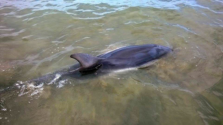 FOTO LAJM/ Një delfin “viziton” bregdetin e Divjakës
