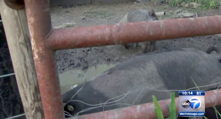 FOTO/ Vajza 9-vjeçare shkon për të kontrolluar derrat, gjen dhe shpëton një foshnjë të braktisur