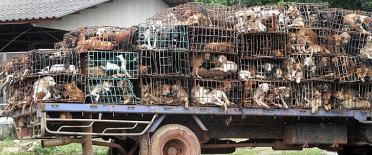 Erion Veliaj i dhuron Urës Vajgurore një kamion me qenë
