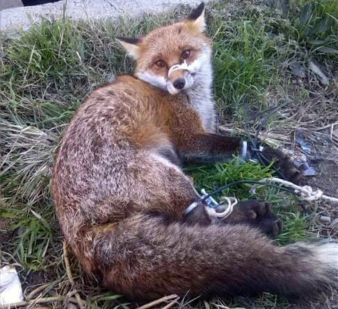 FOTO SKANDAL/ Në pazarin e kafshëve në Thumanë, mund të gjesh edhe dhelpër…