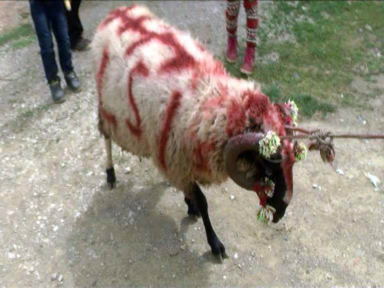 FOTO LAJM/ Dashin që të mos e hajë ujku në Lushnjë…, është bërë me LSI-në