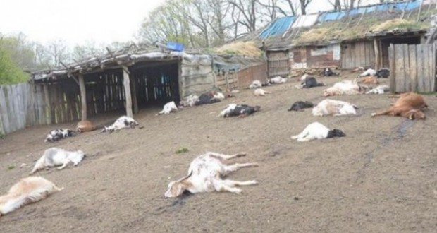 Grindet me babain, ia vret 239 kokë dhi !