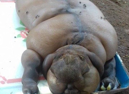 FOTO TRONDITËSE/ Krijesa ka lindur nga çiftimi i dhisë me njeriun?!