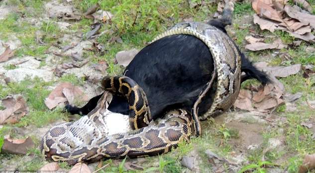 VIDEO/ Gjarpri gëlltit një dhi për së gjalli