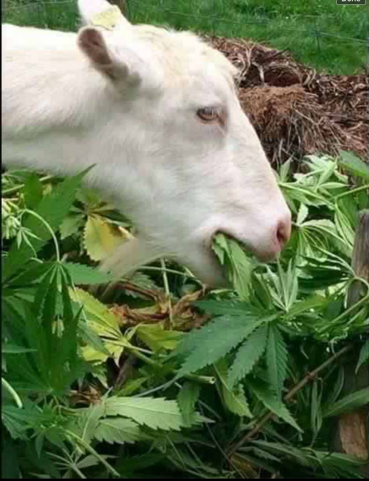 FOTO HUMOR/ Dhija kanabiste e Saje qorrit!