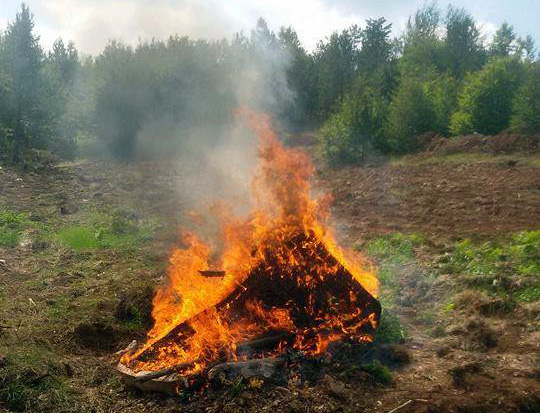 FOTO/ Dibër, zgjedhjet përfunduan, policia fillon fushatën e asgjësimit të hashashit