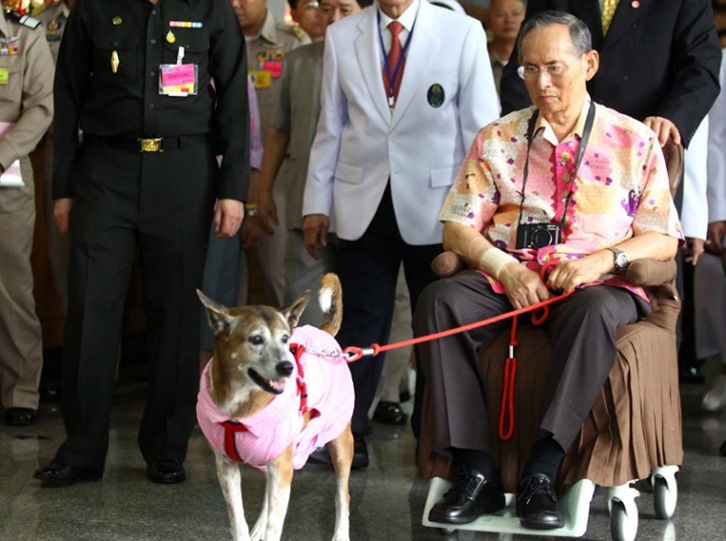 Tajlandë, shpifi për qenin e mbretit, arrestohet
