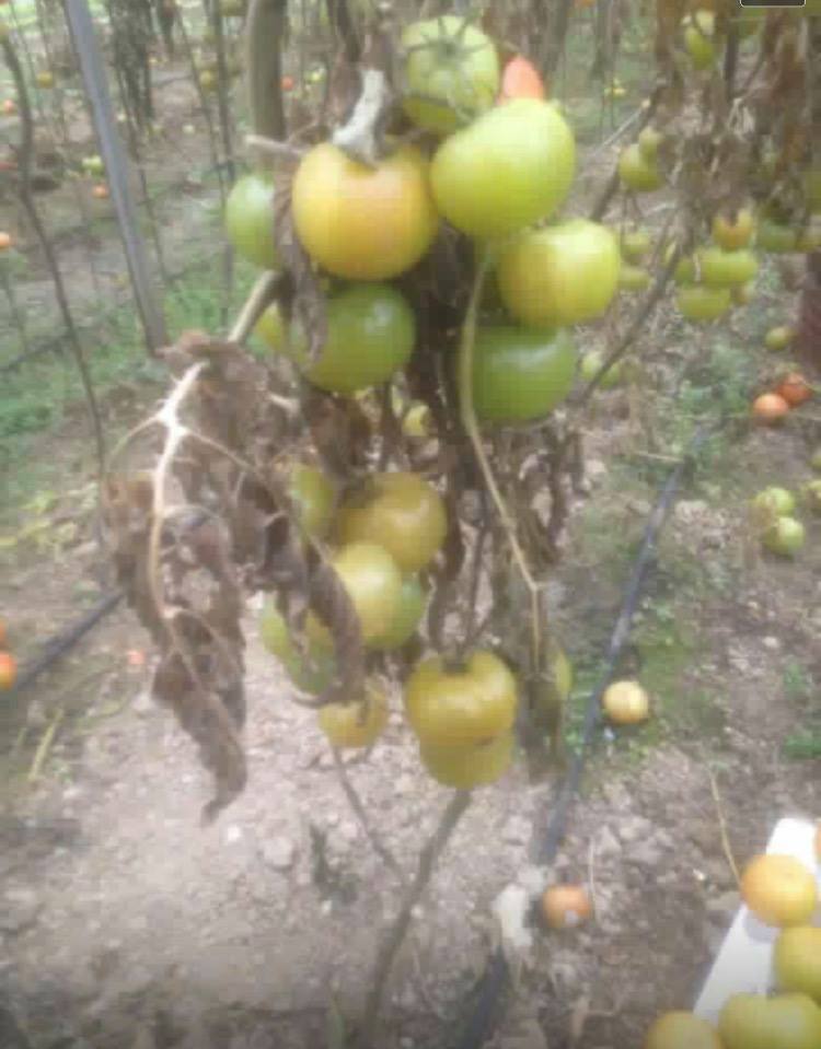 FOTO/Fermeri dixhital denoncon: 3 lekë të vjetra kilja e domateve